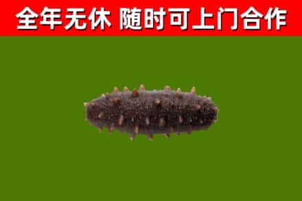 山阴县回收海参干